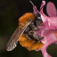 Tawny Mining Bee 1 